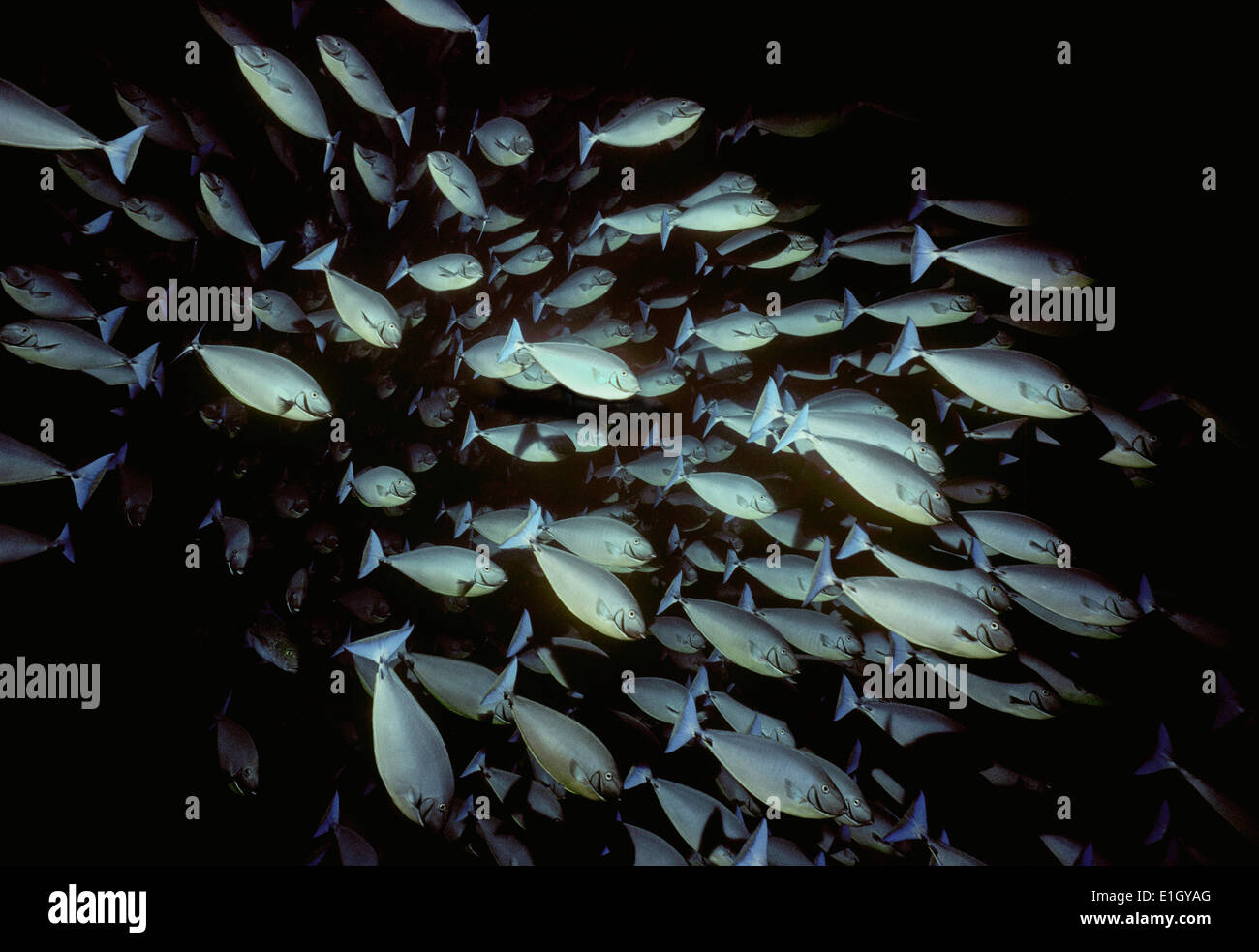 Scuola di elegante Surgeonfish (Naso hexacanthus). Mar Rosso Foto Stock