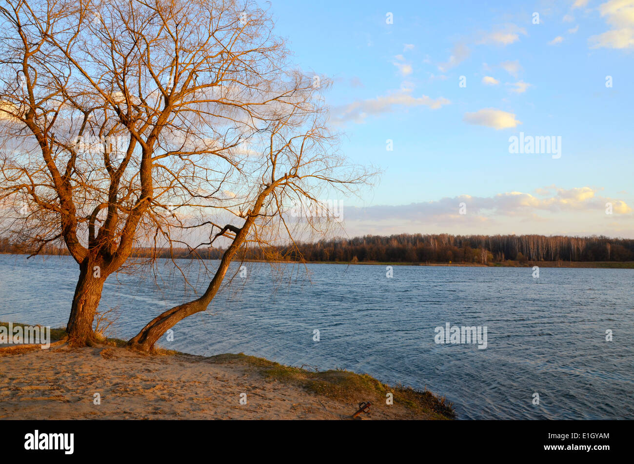 Paesaggio con un albero piegato sopra il lago in primavera Foto Stock