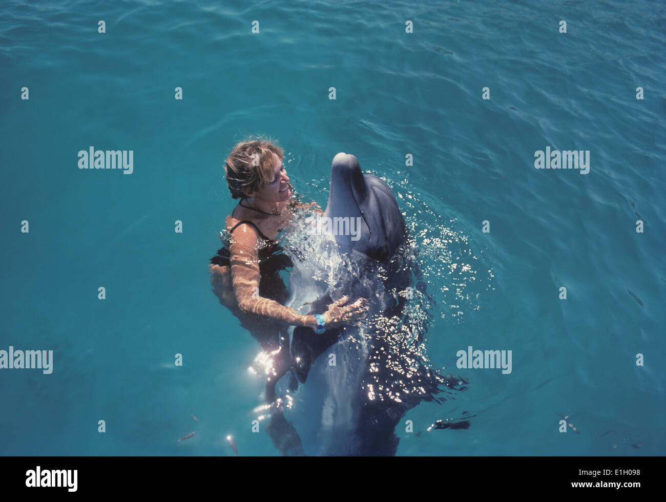 Il trainer lavora con il tursiope o delfino maggiore - Tursiops truncatus - Eilat, Israele, Mar Rosso. Foto Stock