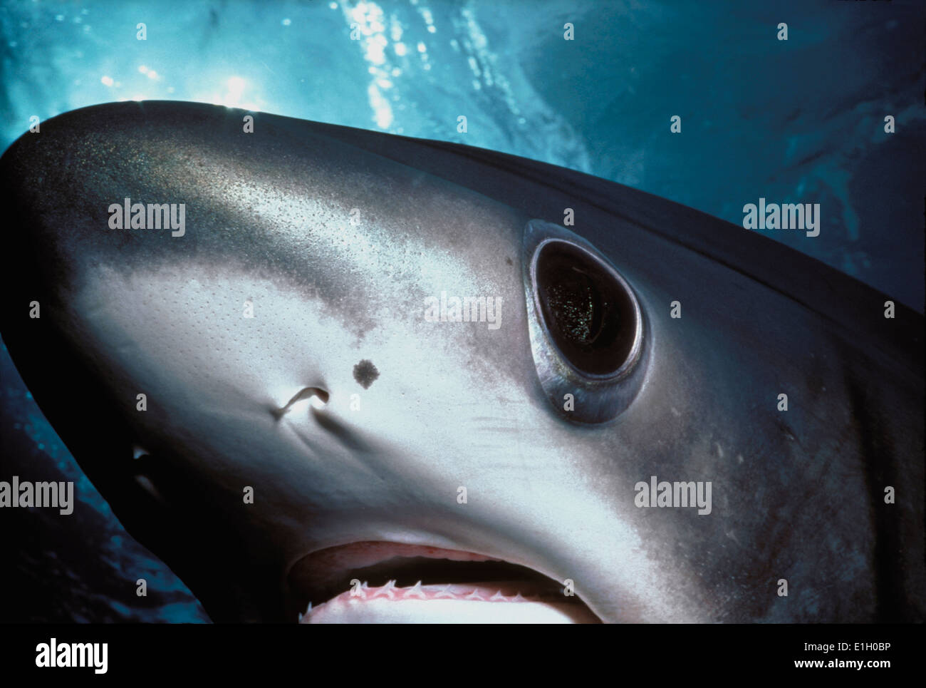 Tonno obeso trebbiatrice (squalo Aliopa superciliosus), Cocos Island, 320 miglia dalla Costa Rica - Oceano Pacifico. Foto Stock