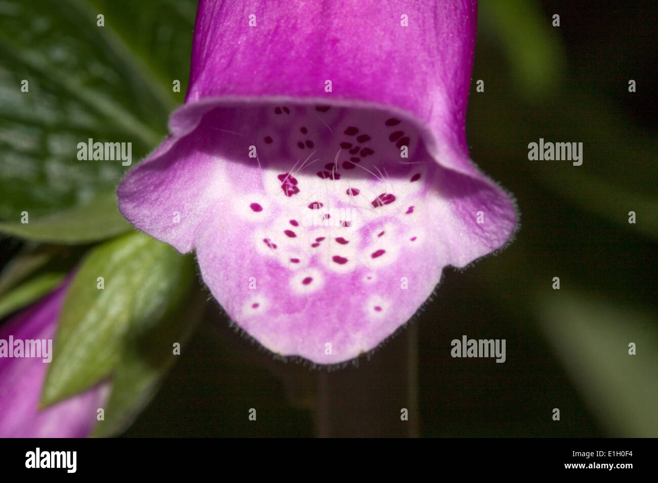 Foxglove flower stame impollinare biennale comune Foto Stock