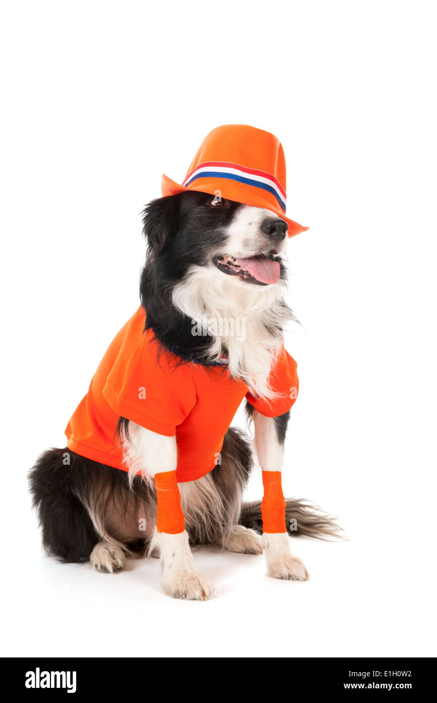 Cane come il calcio olandese fan isolate su sfondo bianco Foto Stock