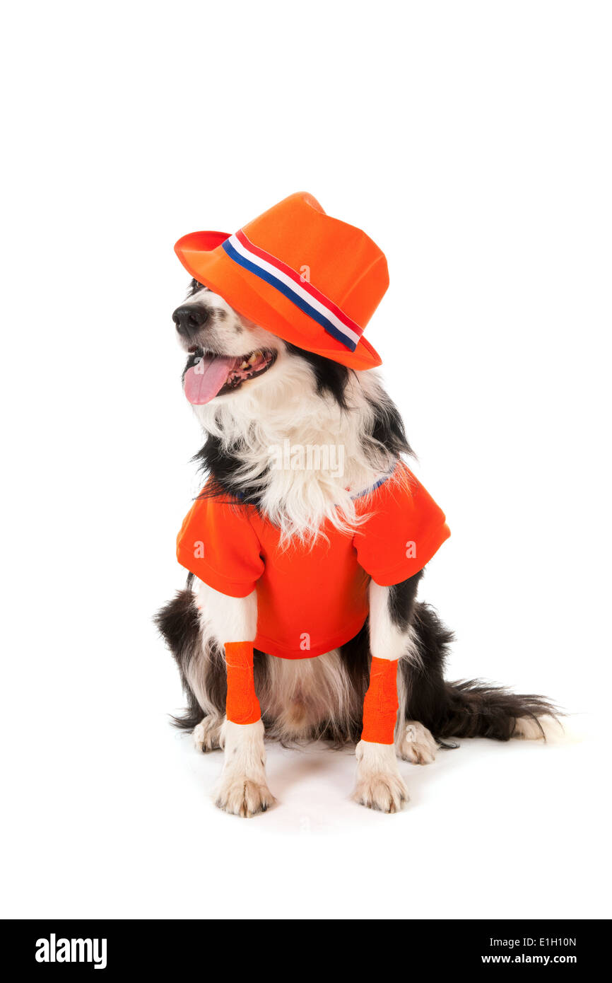 Cane come il calcio olandese fan isolate su sfondo bianco Foto Stock