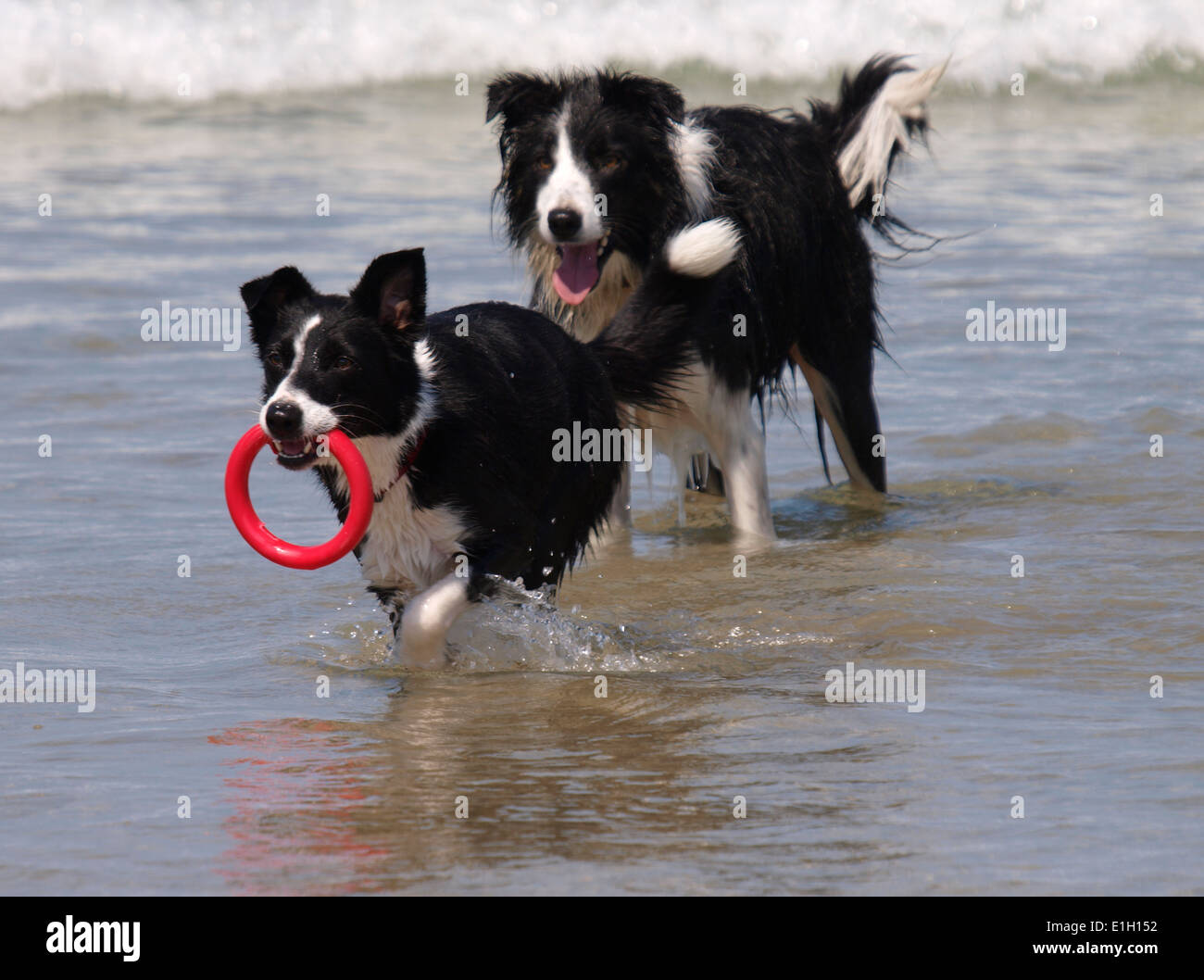 Spiaggia di fronte al mare di border collie immagini e fotografie stock ...