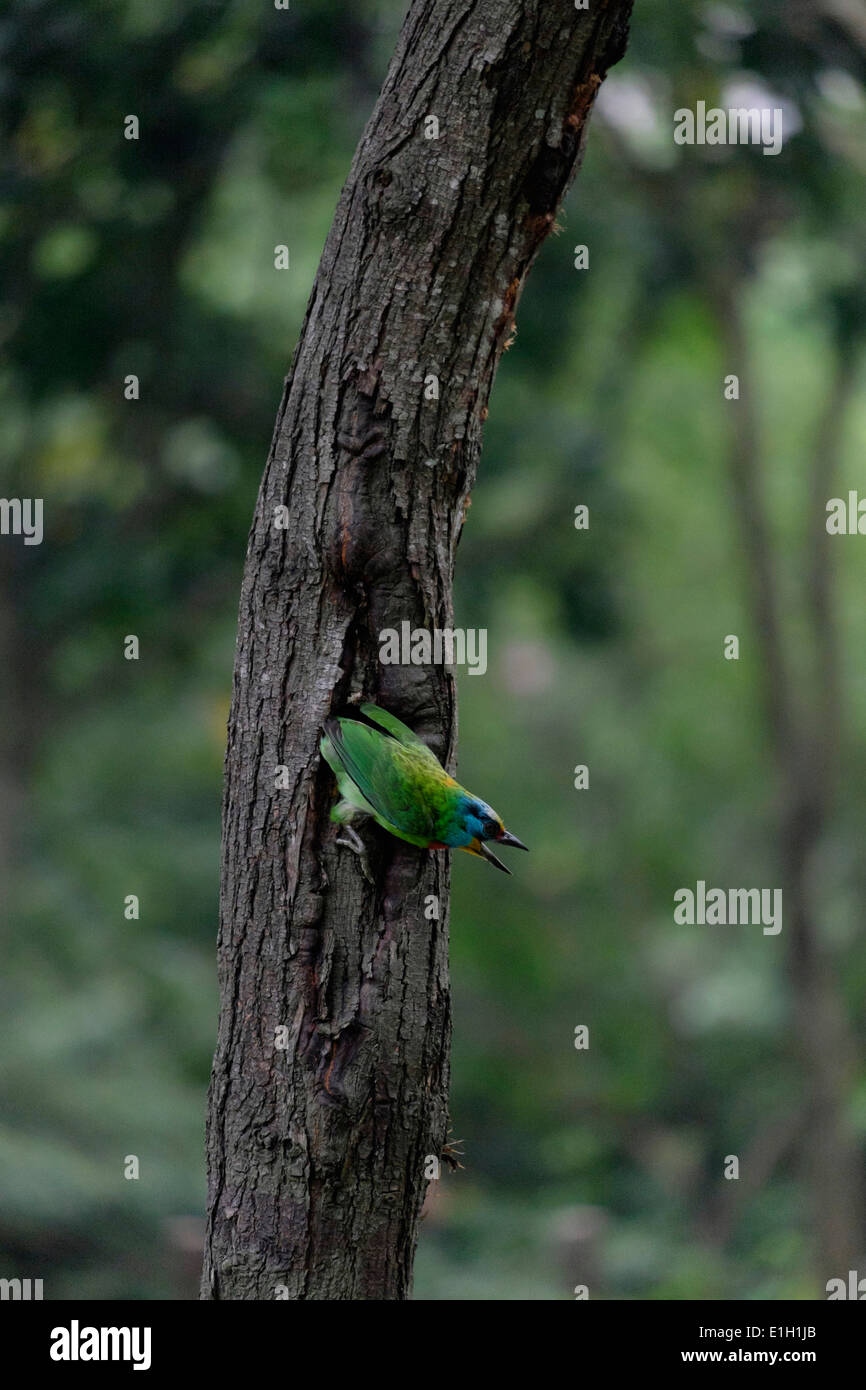 Taiwan Barbet (5-uccello a colori). Foto Stock