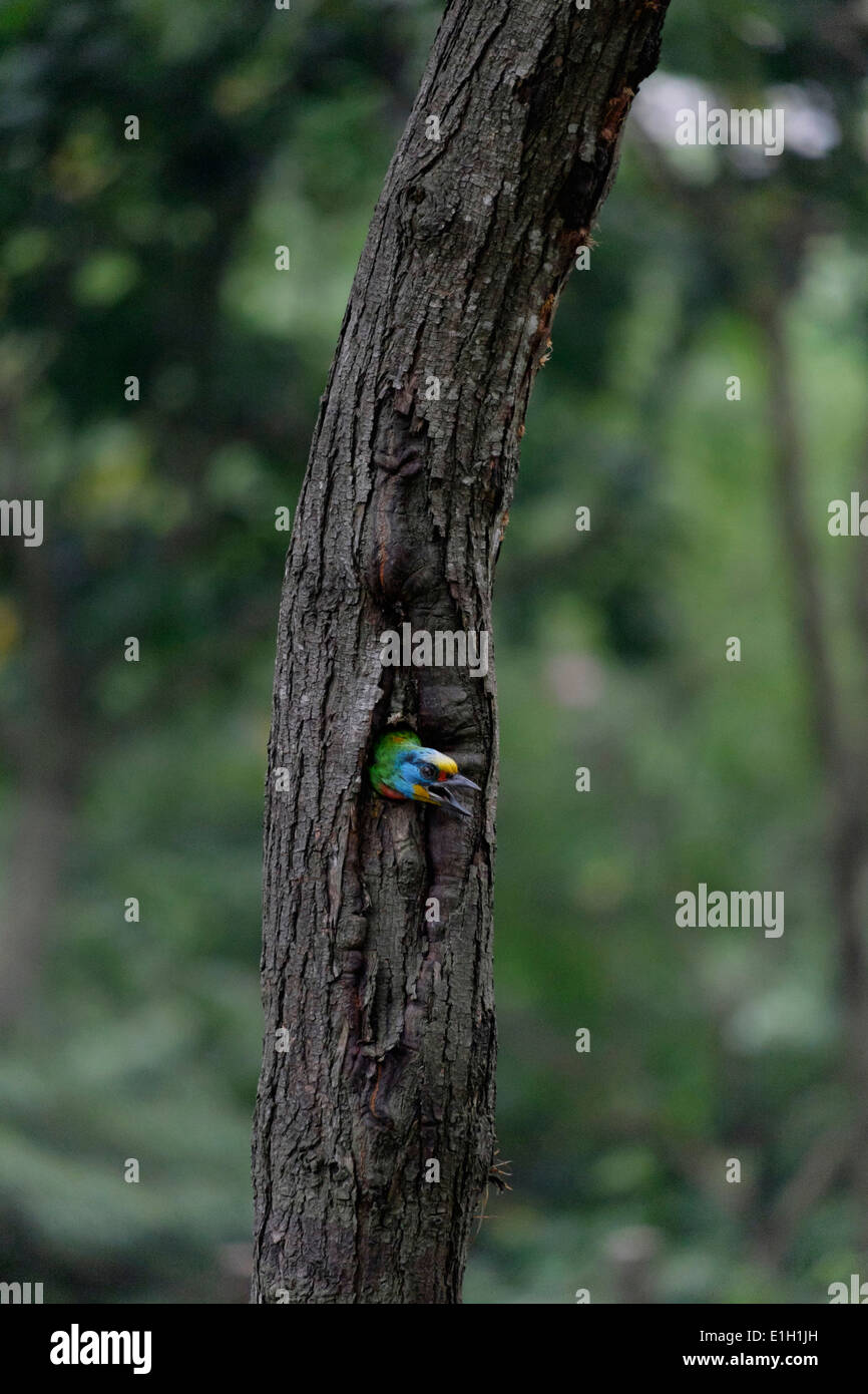 Taiwan Barbet (5-uccello a colori). Foto Stock