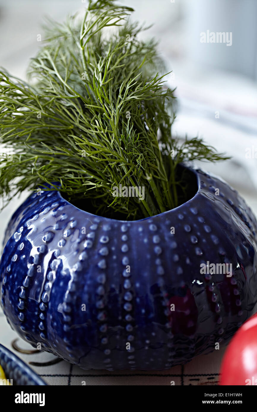 Le spezie che crescono nel blu pot vegetale Foto Stock