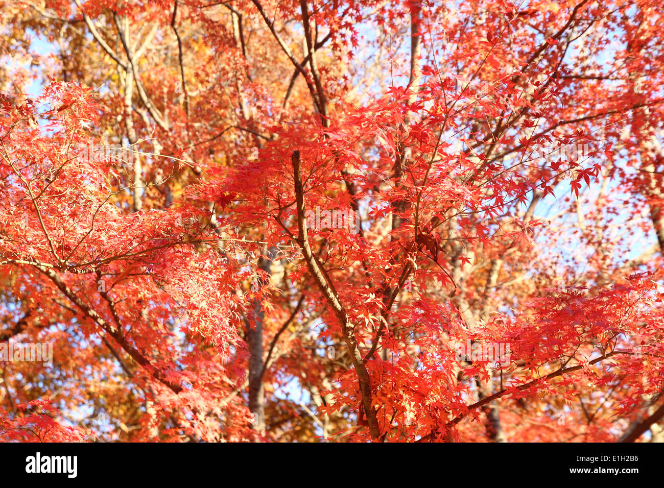 Rosso giapponese acero sfondo , saitama, Giappone Foto Stock