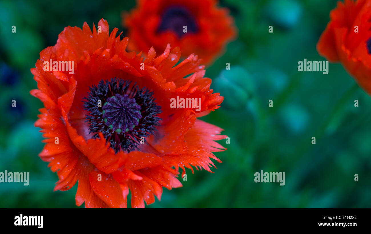Papavero orientale 'Tükenlouis' Foto Stock