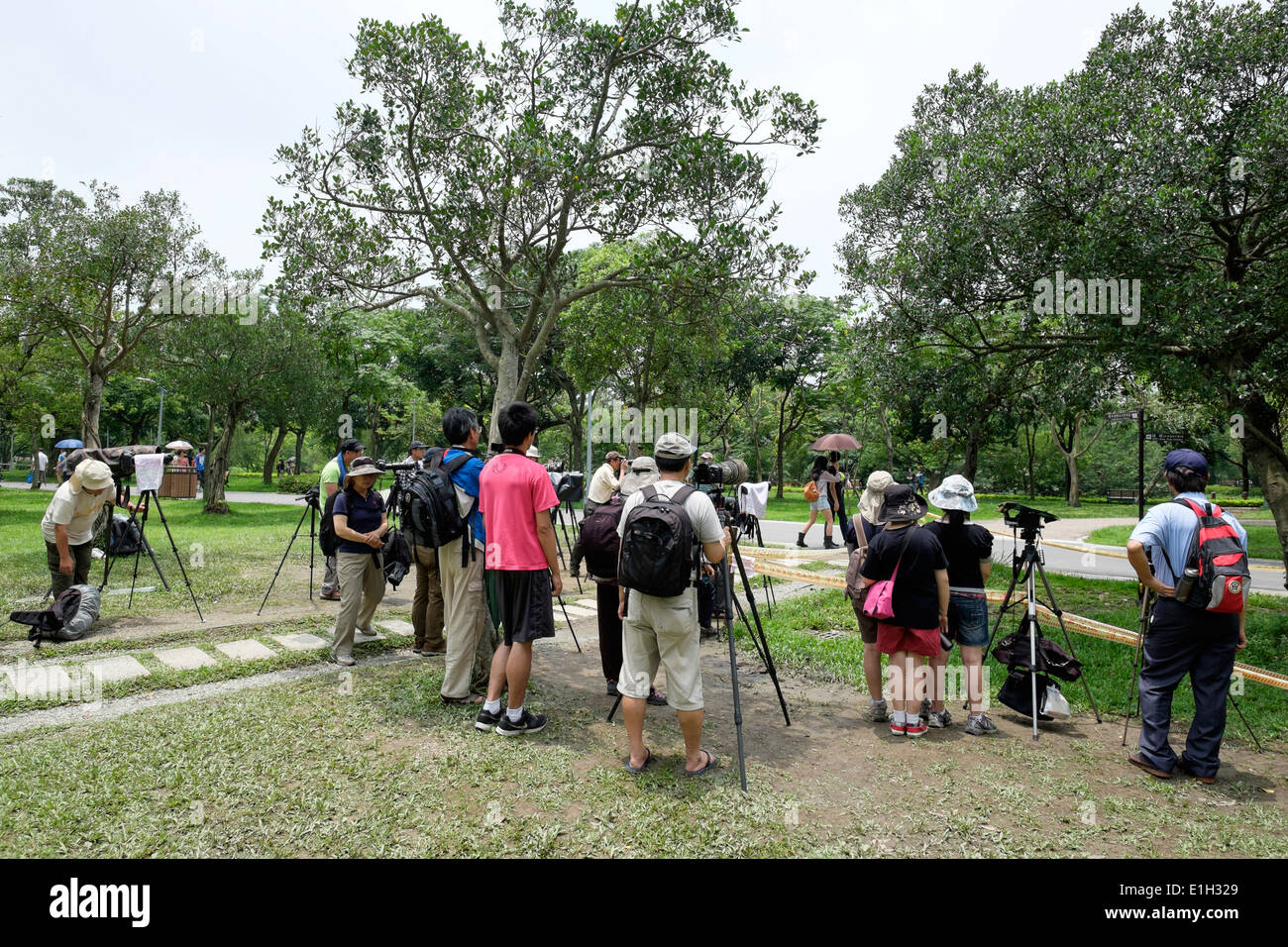 Fotografi di Daan Park, Taipei, Taiwan (fotografare i 5 colori di uccello, o Taiwan Barbet). Foto Stock