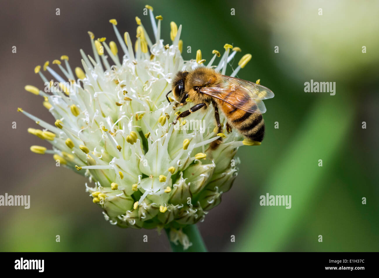 Western honey bee / Europea honeybee (Apis mellifera) raccogliendo il nettare da fiore Foto Stock