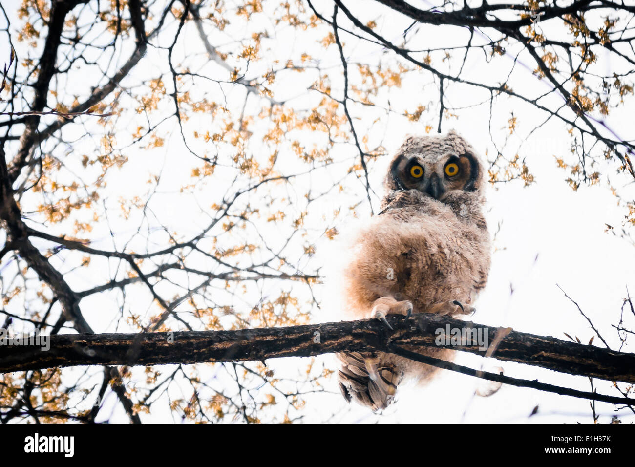 Grande cornuto Owlet (Bubo virginianus) Il peering verso il basso gli occhi gialli Sud Okanagan Valley Penticton della Columbia britannica in Canada Foto Stock