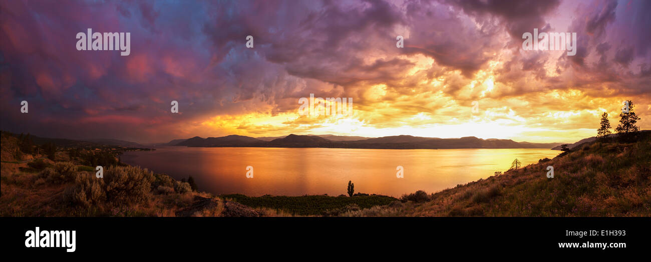 Vista panoramica di un vigneto, Lago Okanagan, Summerland, Naramata, British Columbia, Canada Foto Stock