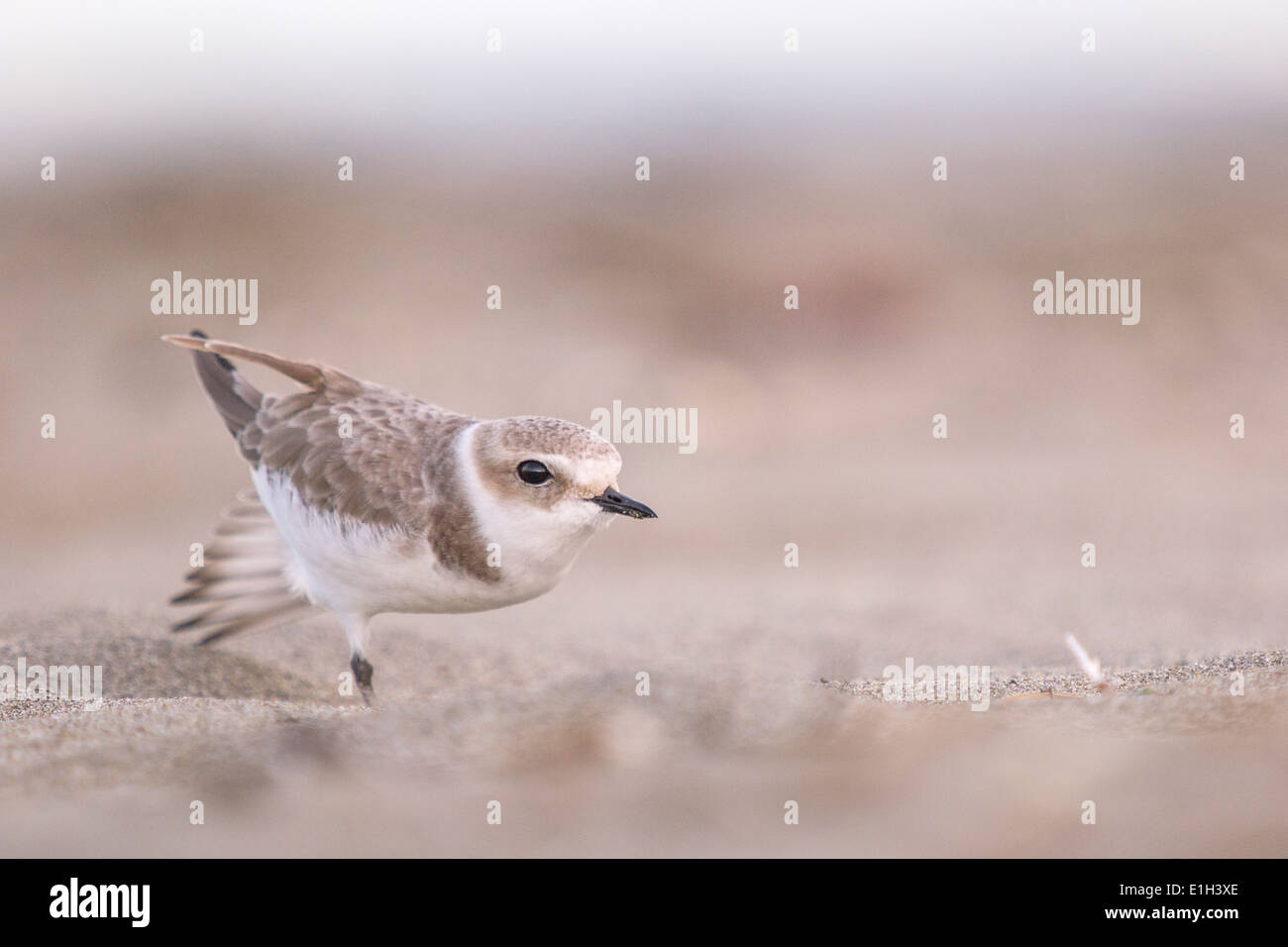 Charadrius alexandrinus, Snowy Plover, fratino, stretching, San Francisco, California, Stati Uniti d'America Foto Stock