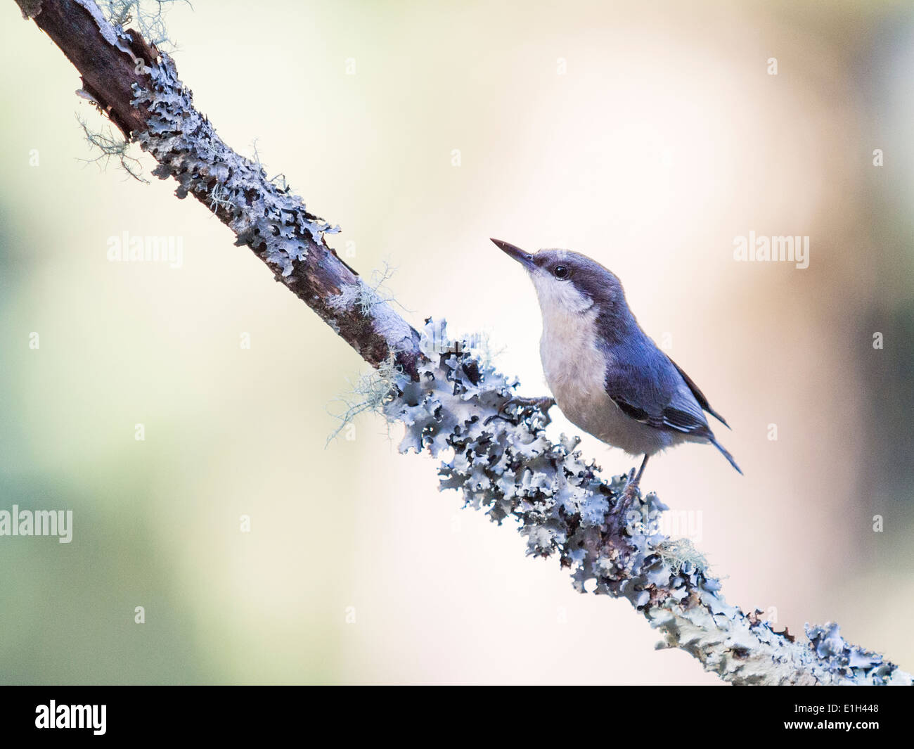 Pigmeo di picchio muratore, Sitta pygmaea, Foresta Poggi, CALIFORNIA, STATI UNITI D'AMERICA Foto Stock