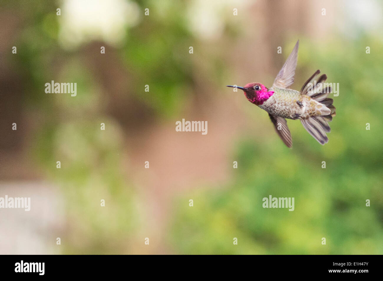 Anna (Hummingbird Calypte anna) in volo, San Francisco, California, Stati Uniti d'America Foto Stock