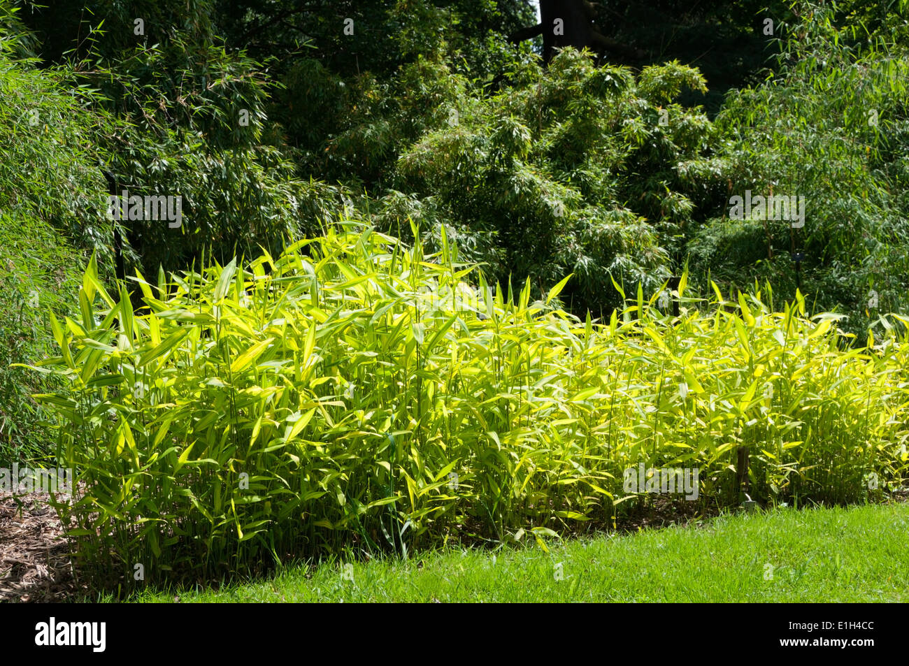 Arundinaria auricoma, piccoli bamboo sempreverdi piantate in un confine. Foto Stock