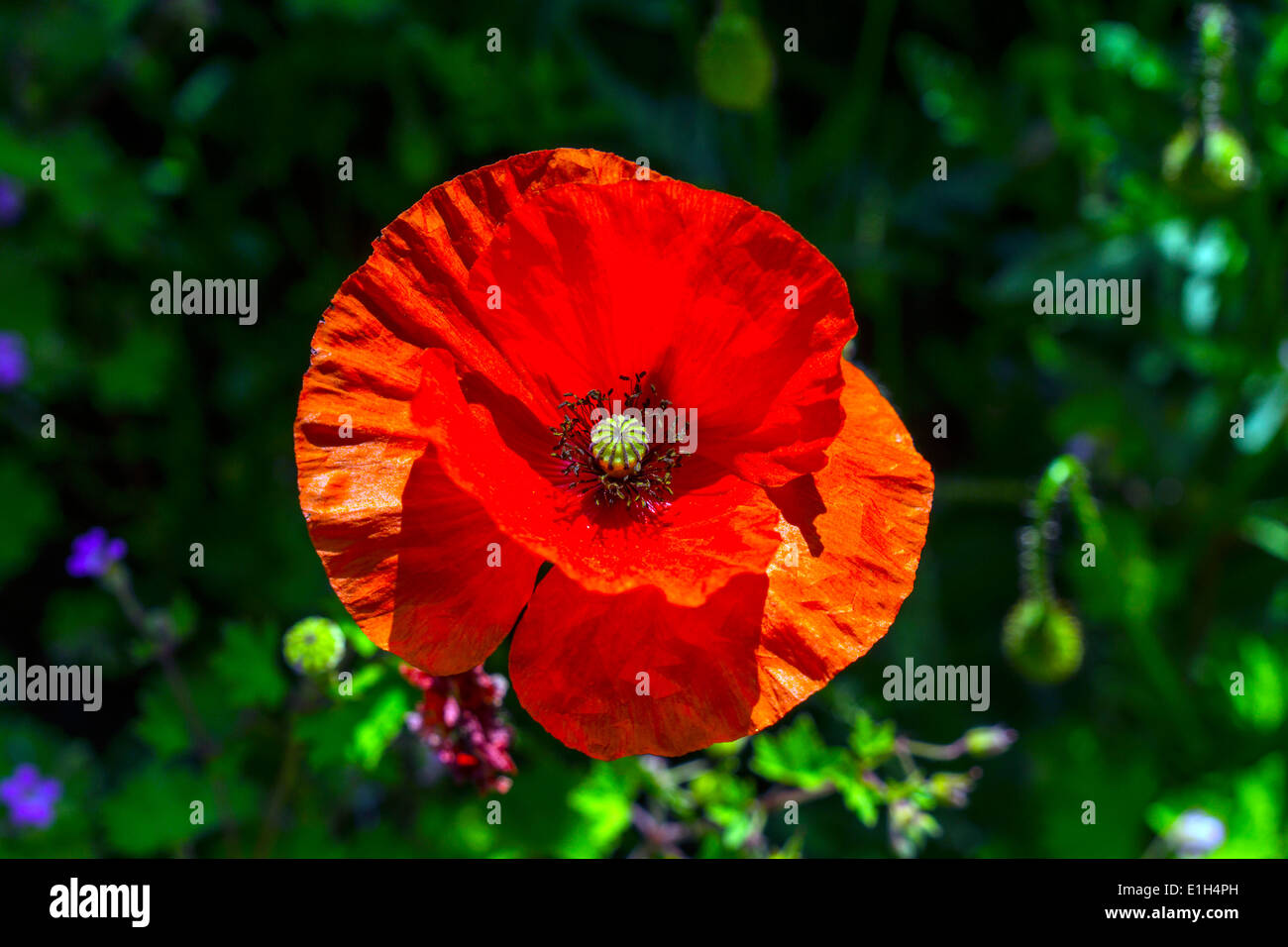 Luminose papavero rosso scuro contro uno sfondo verde Foto Stock