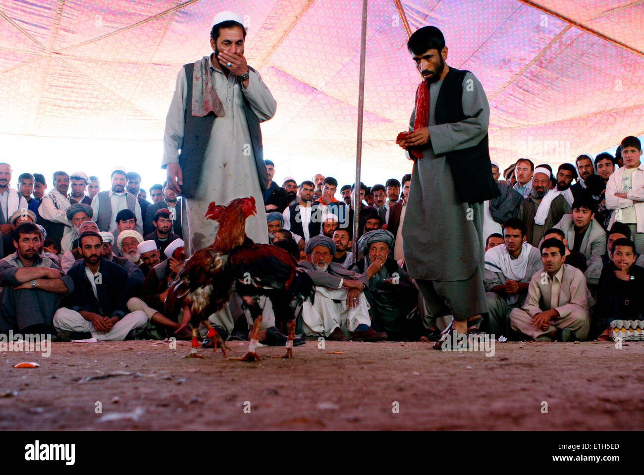 Kabul, Afghanistan, 2008. Cuocere combattimenti, un popolare sport a Babul-giardino nella capitale afgana. Foto Stock