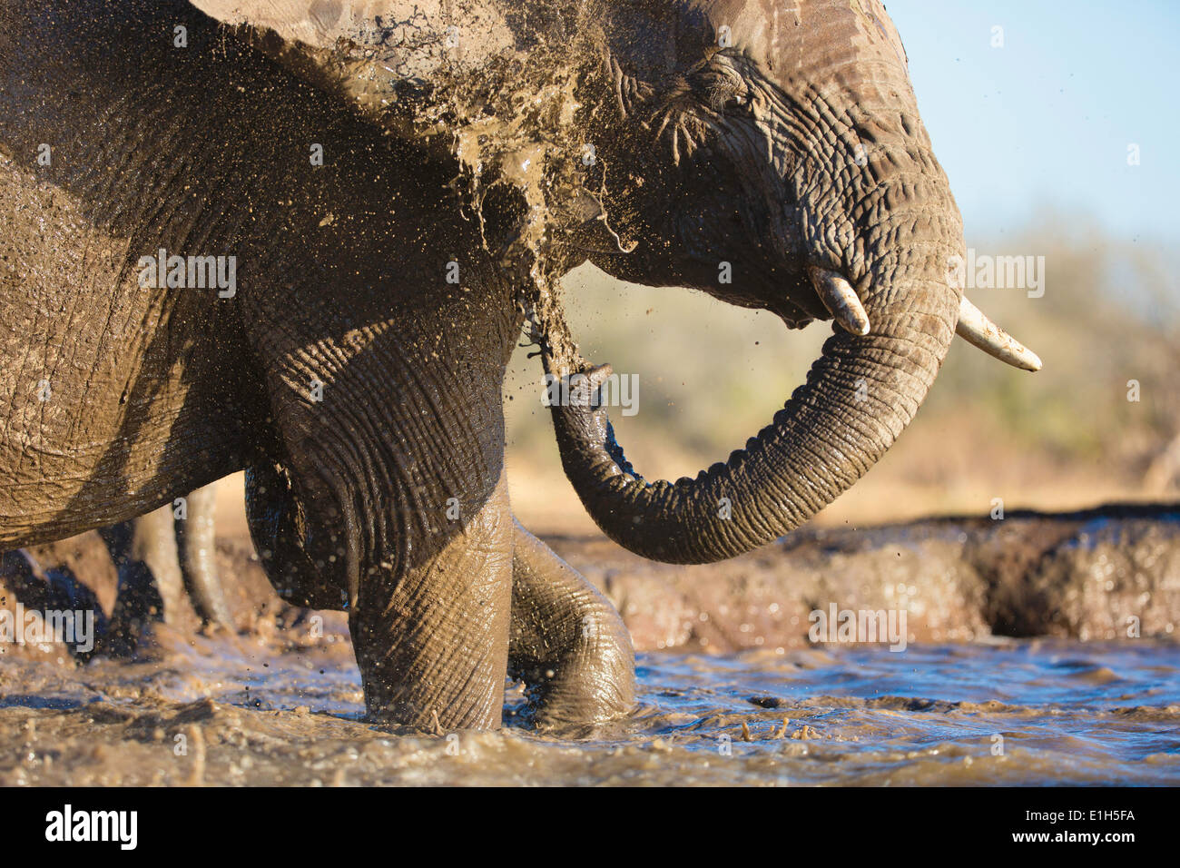 Elefante africano (Loxodonta africana) la balneazione a Watering Hole, Riserva di Mashatu, Botswana, Africa Foto Stock