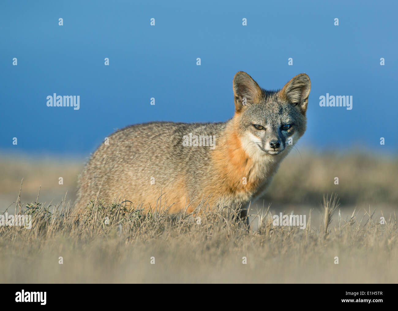 Isola Fox (Urocyon littoralis) Selvatica, endemica in California Isole del Canale, in via di estinzione Foto Stock