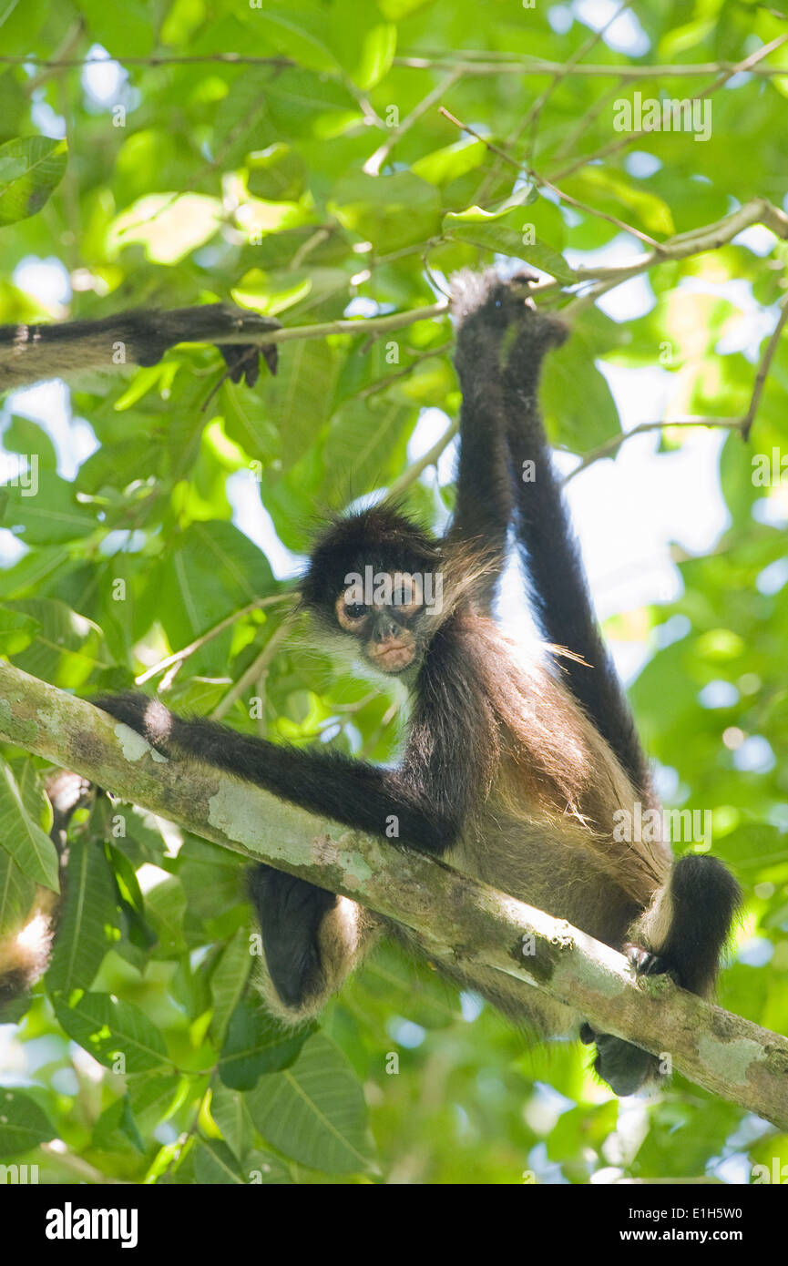 Yucatan Spider Monkey (Ateles geoffroyi yucatanensis), Calakmul Riserva della Biosfera, la penisola dello Yucatan, Messico Foto Stock