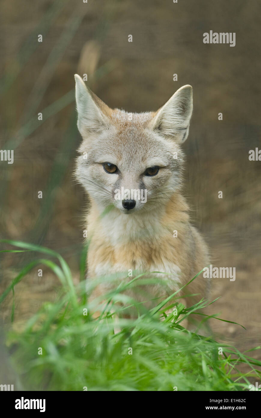 San Joaquin Kit Fox (Vulpes vulpes macrotis mutica) Bakersfield, California in via di estinzione Foto Stock