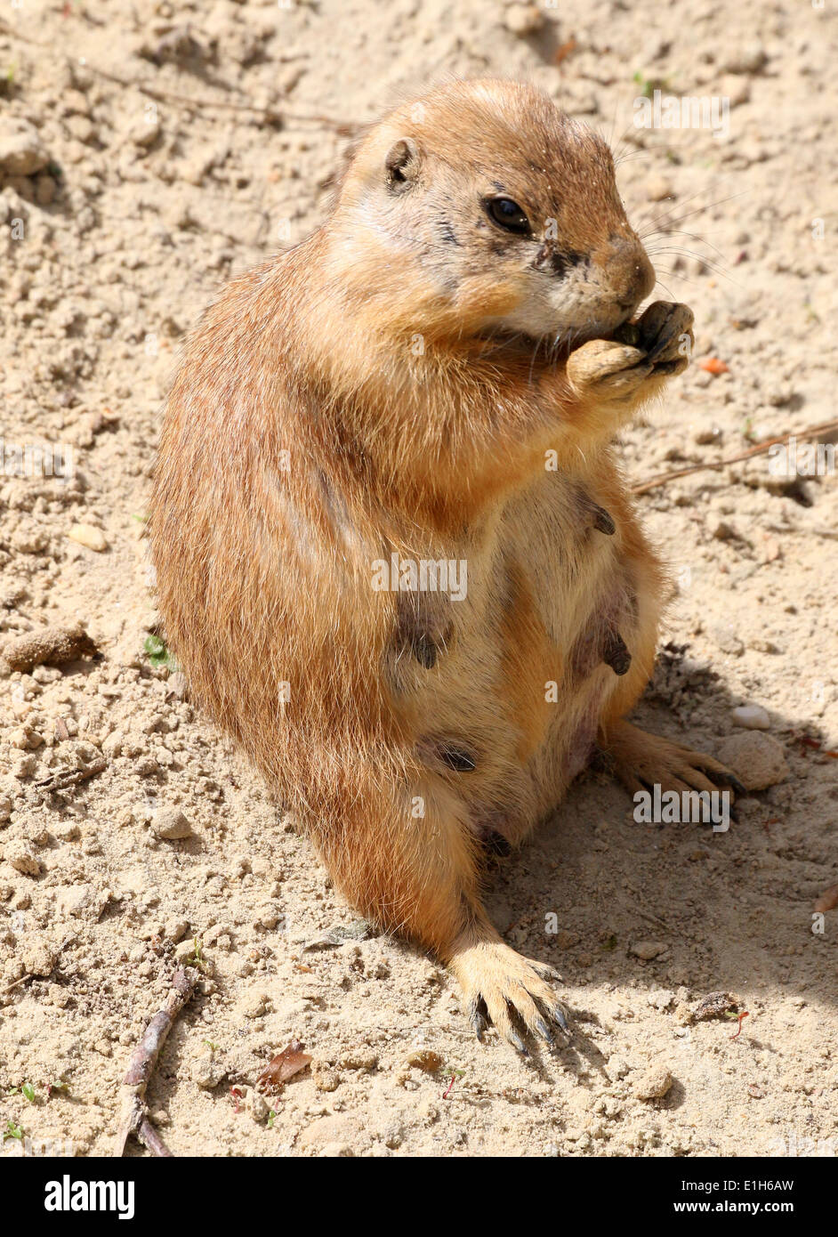 Matuyre femmina nera-tailed prairie dog (Cynomys ludovicianus) in piedi sulle zampe posteriori Foto Stock
