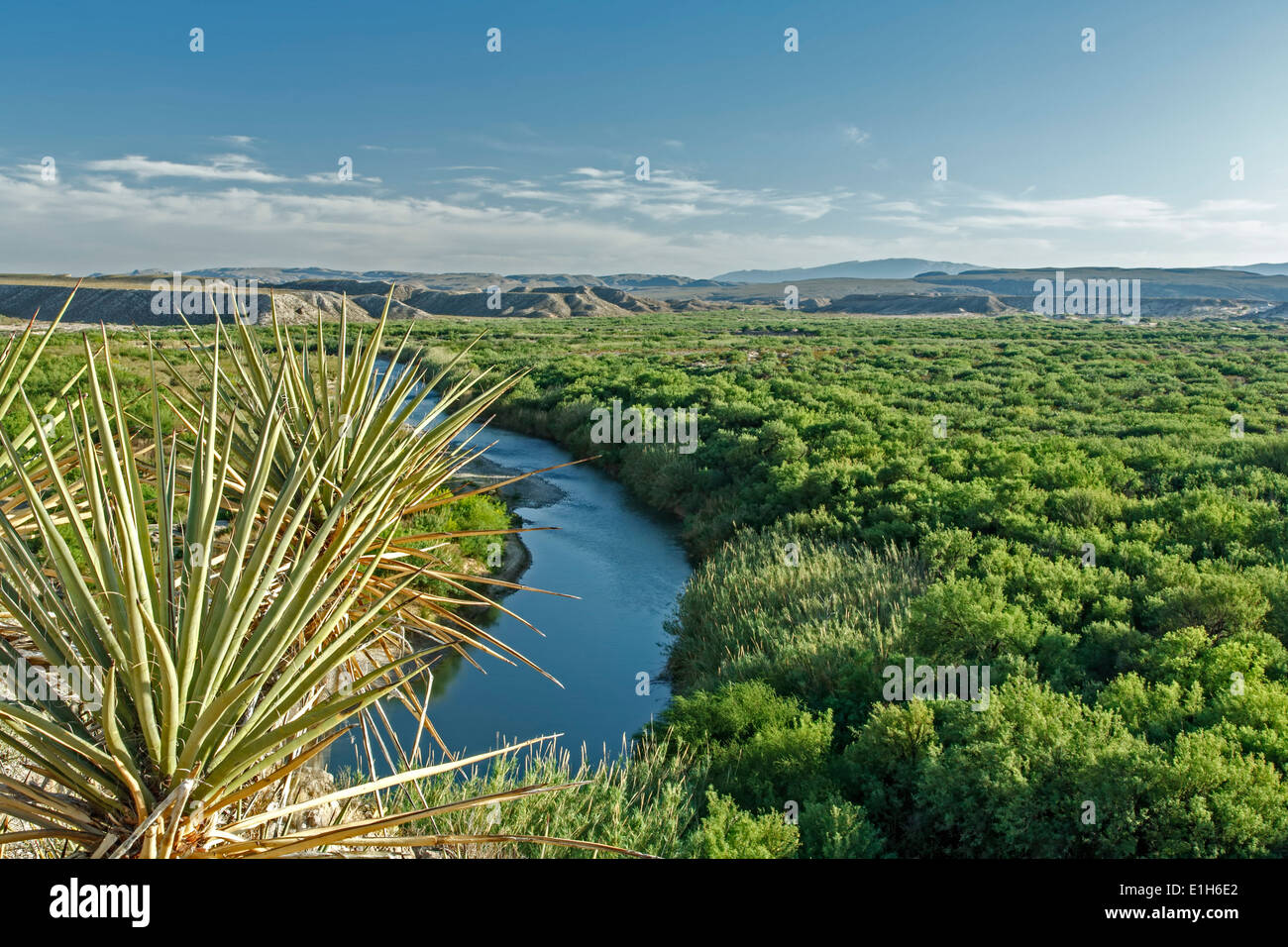 Il Cactus e Rio Grande, da Boquillas Canyon Trail, parco nazionale di Big Bend, Texas USA Foto Stock