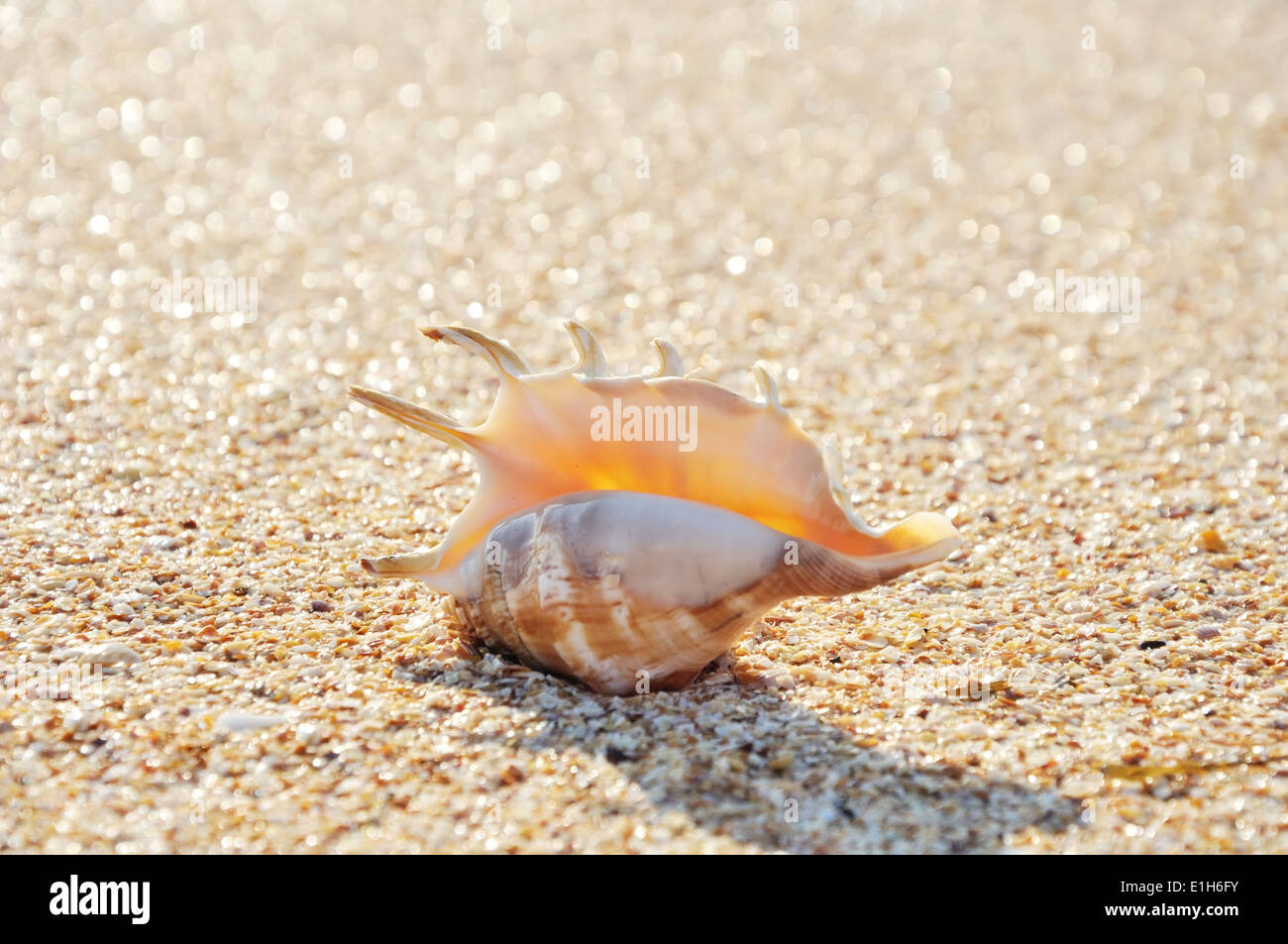 Guscio esotico sulla spiaggia e il sole splende dietro Foto Stock