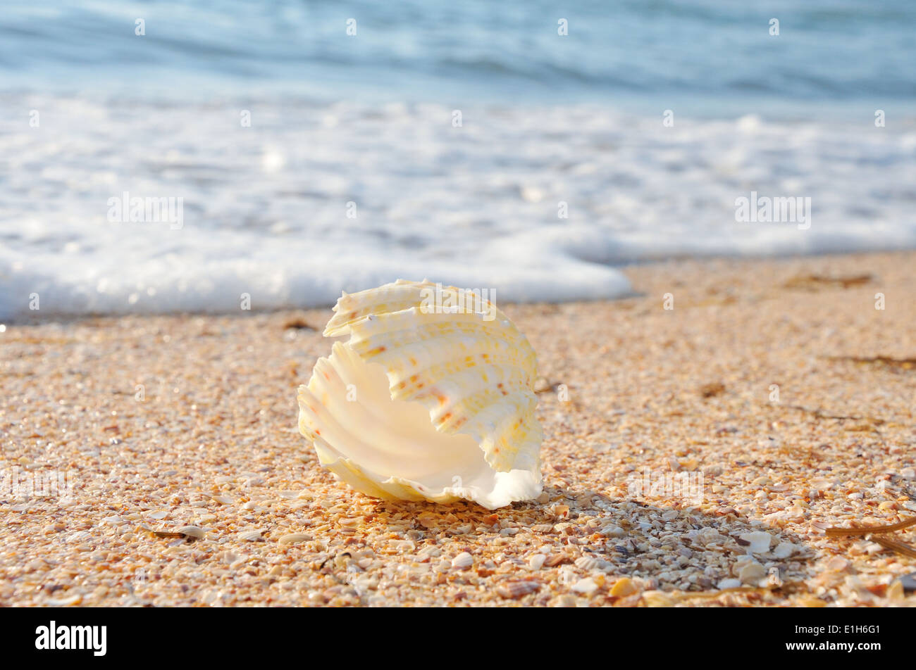 Guscio esotico sulla spiaggia e la calma del surf dietro Foto Stock