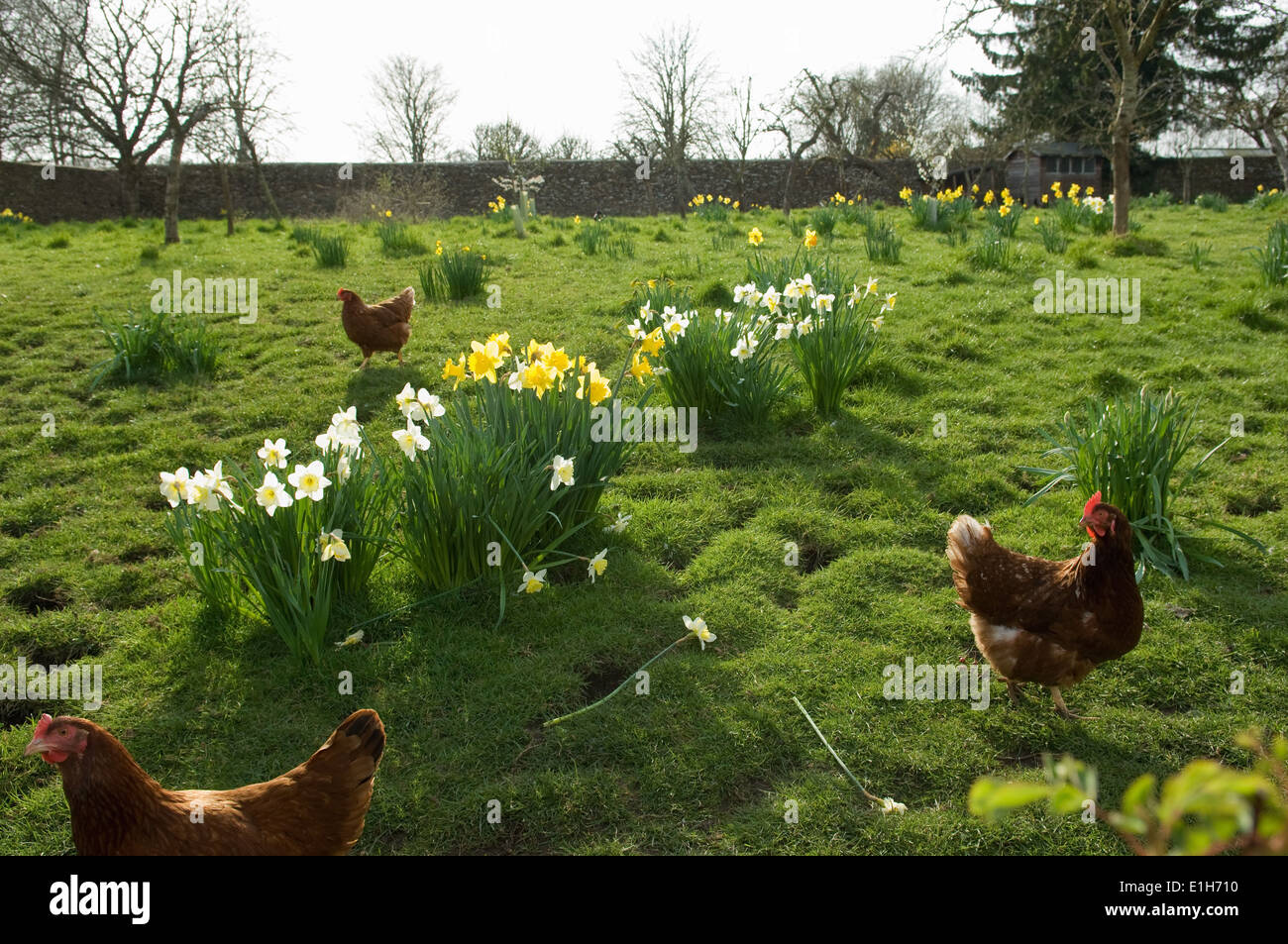 Free range galline nel campo Foto Stock