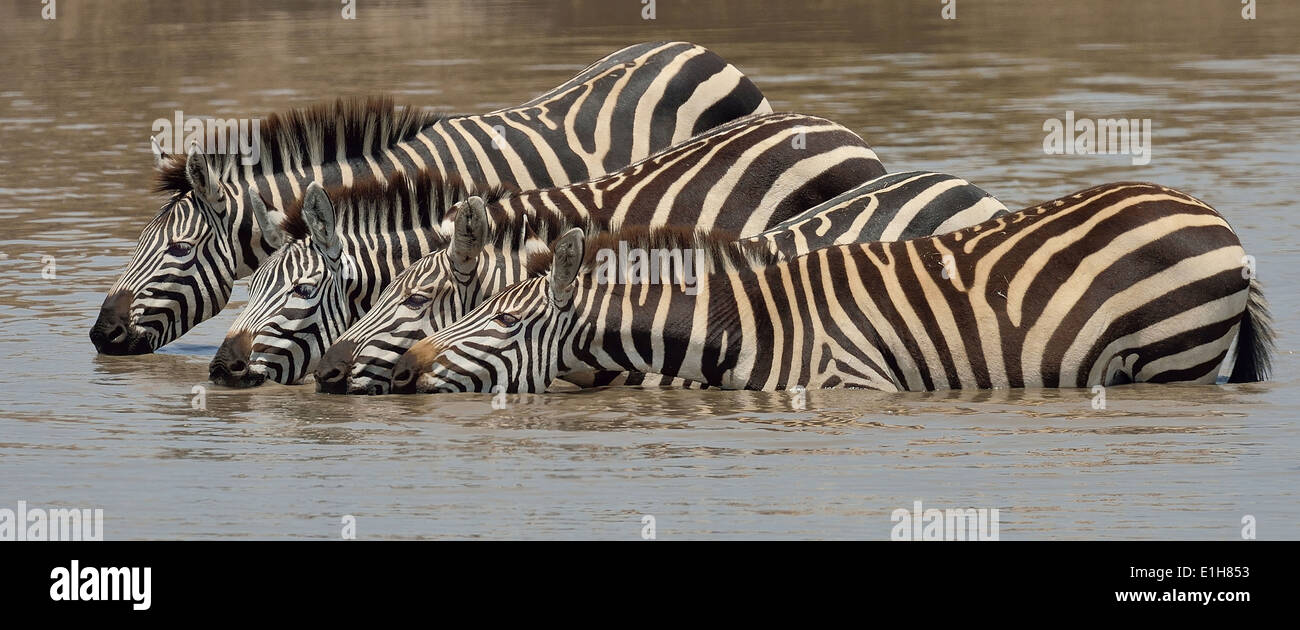 Quattro Burchell's Zebra (Equus quagga) bere nel fiume, Narok, Kenya, Africa Foto Stock
