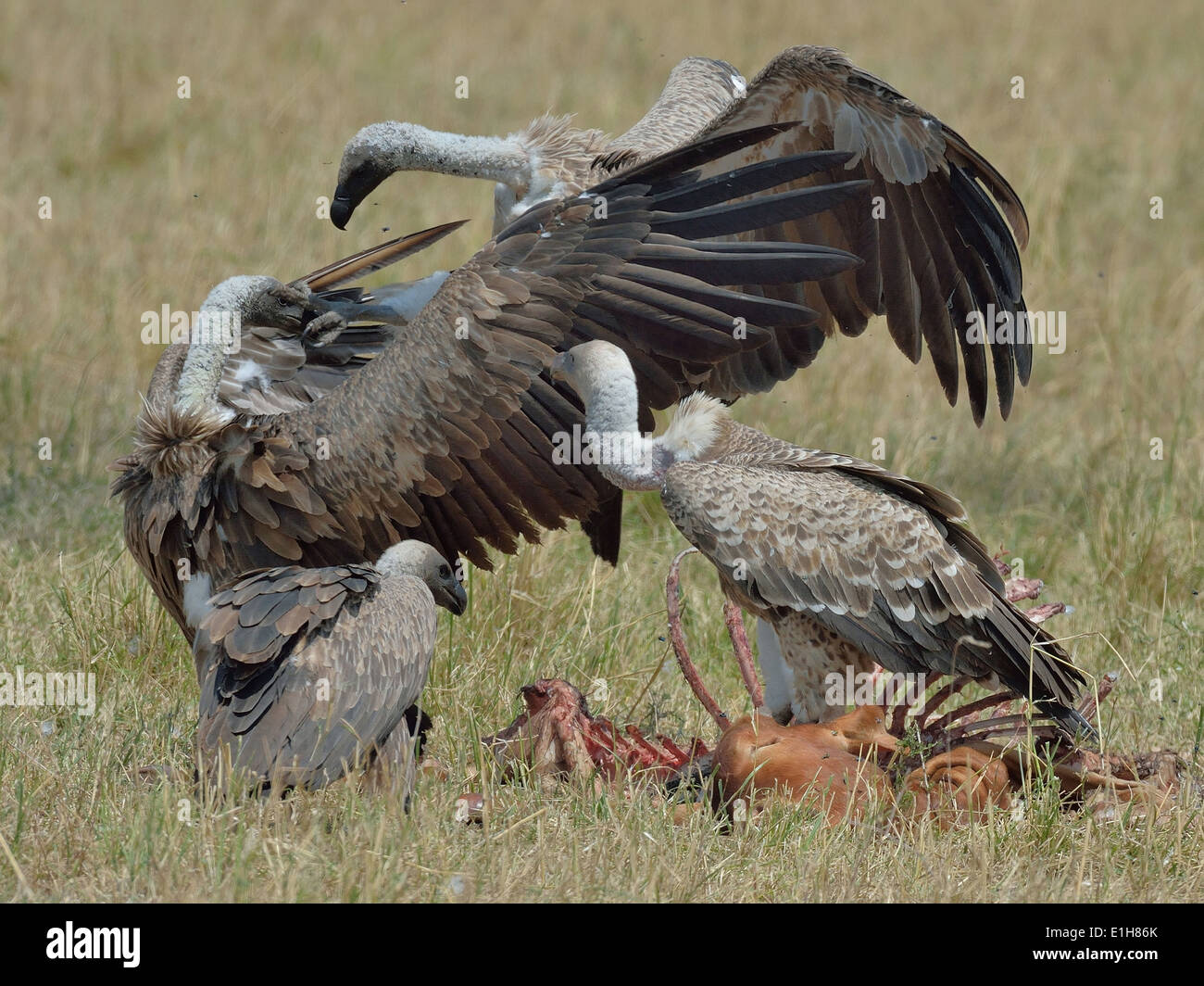 Grifoni (Gyps fulvus) con la carcassa, Mara triangolo, il Masai Mara riserva nazionale, Narok, Kenya, Africa Foto Stock