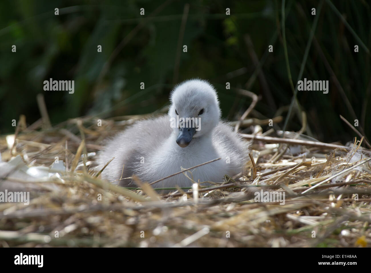 Cigno, Cygnus olor cygnet sul nido Foto Stock
