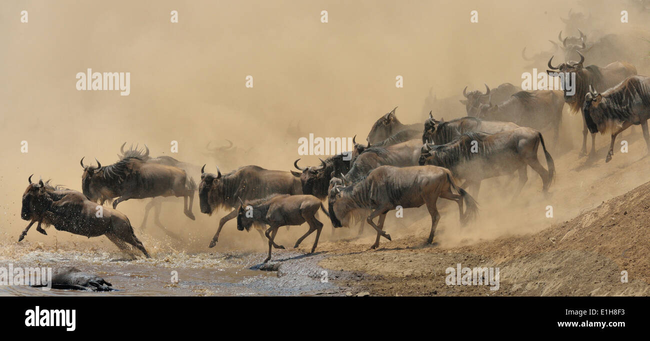 Gruppo di Western white-barbuto GNU (Connochaetes taurinus mearnsi) il salto nel fiume Mara Triangle Masai Mara Narok Kenya Foto Stock