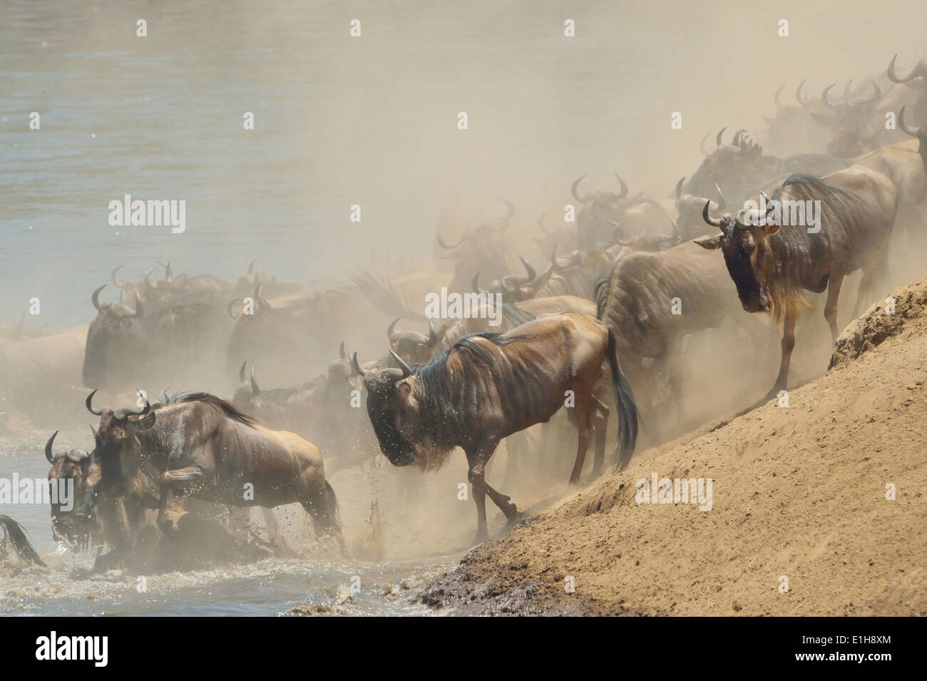 Allevamento di Western white-barbuto GNU (Connochaetes taurinus mearnsi) sull argine triangolo Mara Masai Mara Narok Kenya Foto Stock