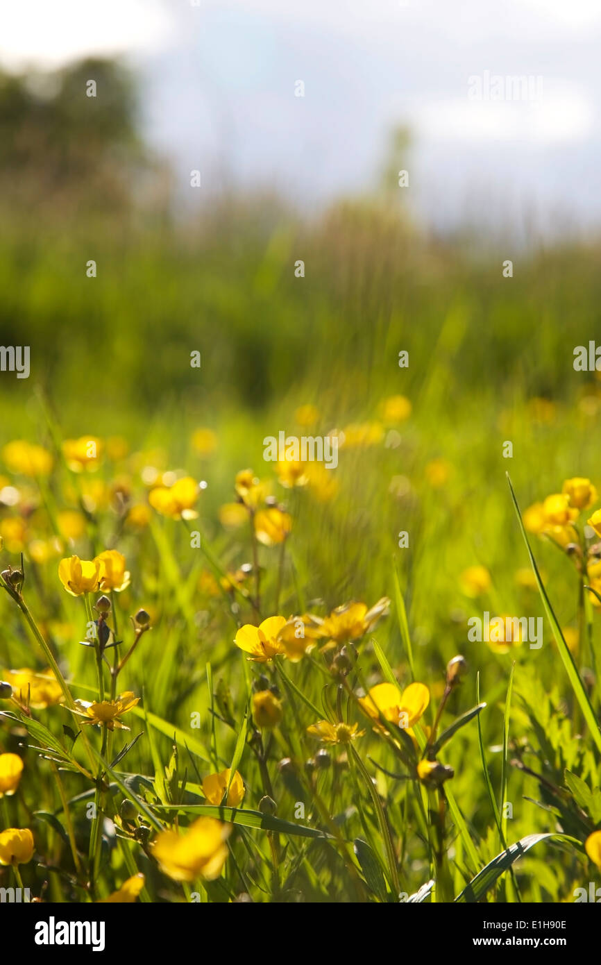 Prato renoncules che fiorisce in primavera in Finlandia Foto Stock