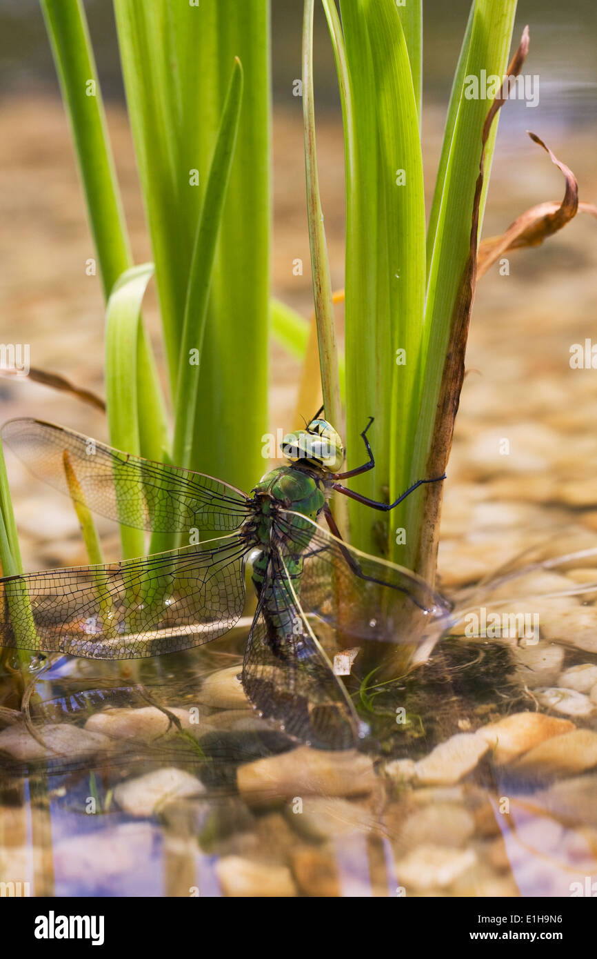 Anax imperator. Femmina a forma di libellula imperatore deposizione delle uova in un nuovo laghetto. Foto Stock