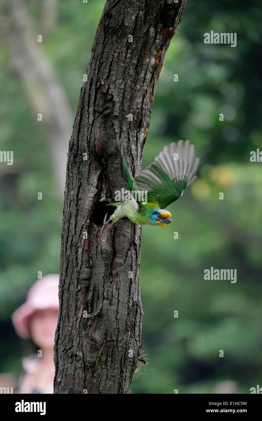 Taiwan Barbet (5-uccello a colori). Foto Stock