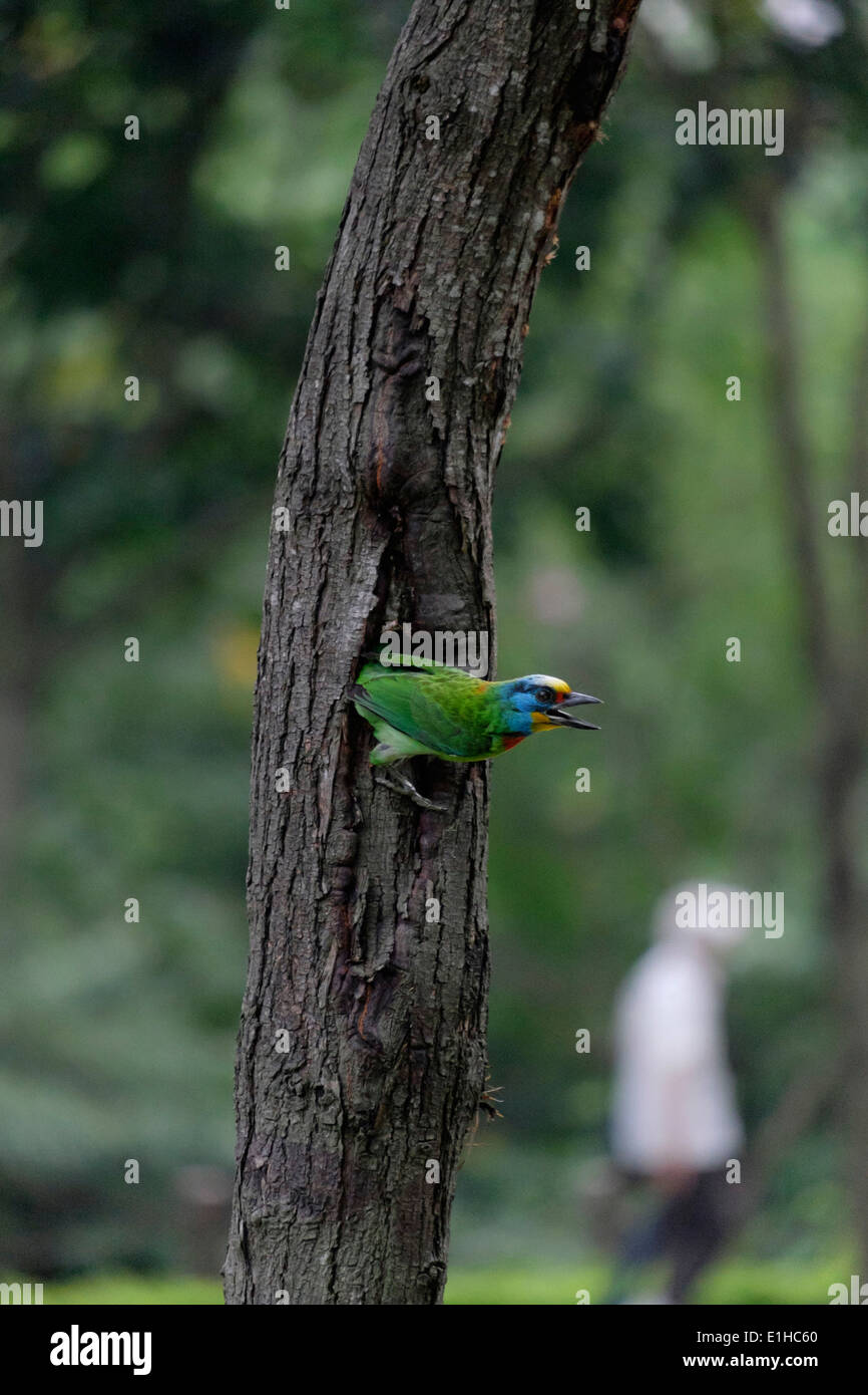 Taiwan Barbet (5-uccello a colori). Foto Stock