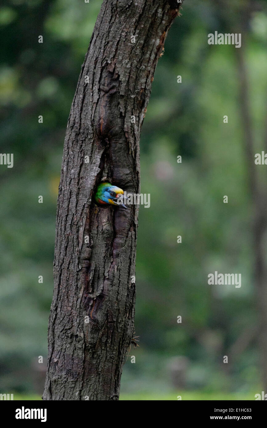Taiwan Barbet (5-uccello a colori). Foto Stock