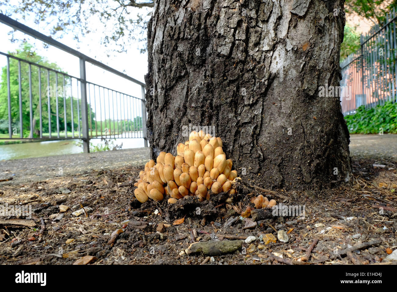 I funghi che crescono su un ceppo di albero Foto Stock