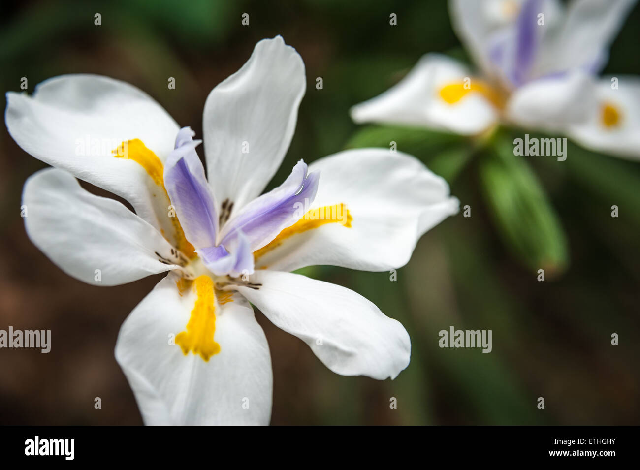 Belle fioriture di Butterfly Iris. Questo squisito fiore è conosciuto da molti nomi. Foto Stock