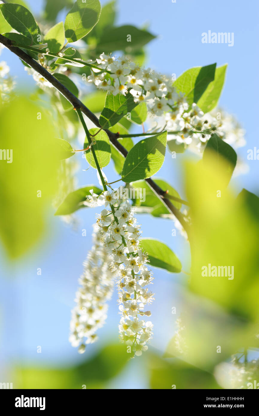 Fiori di bird-cherry close up Foto Stock