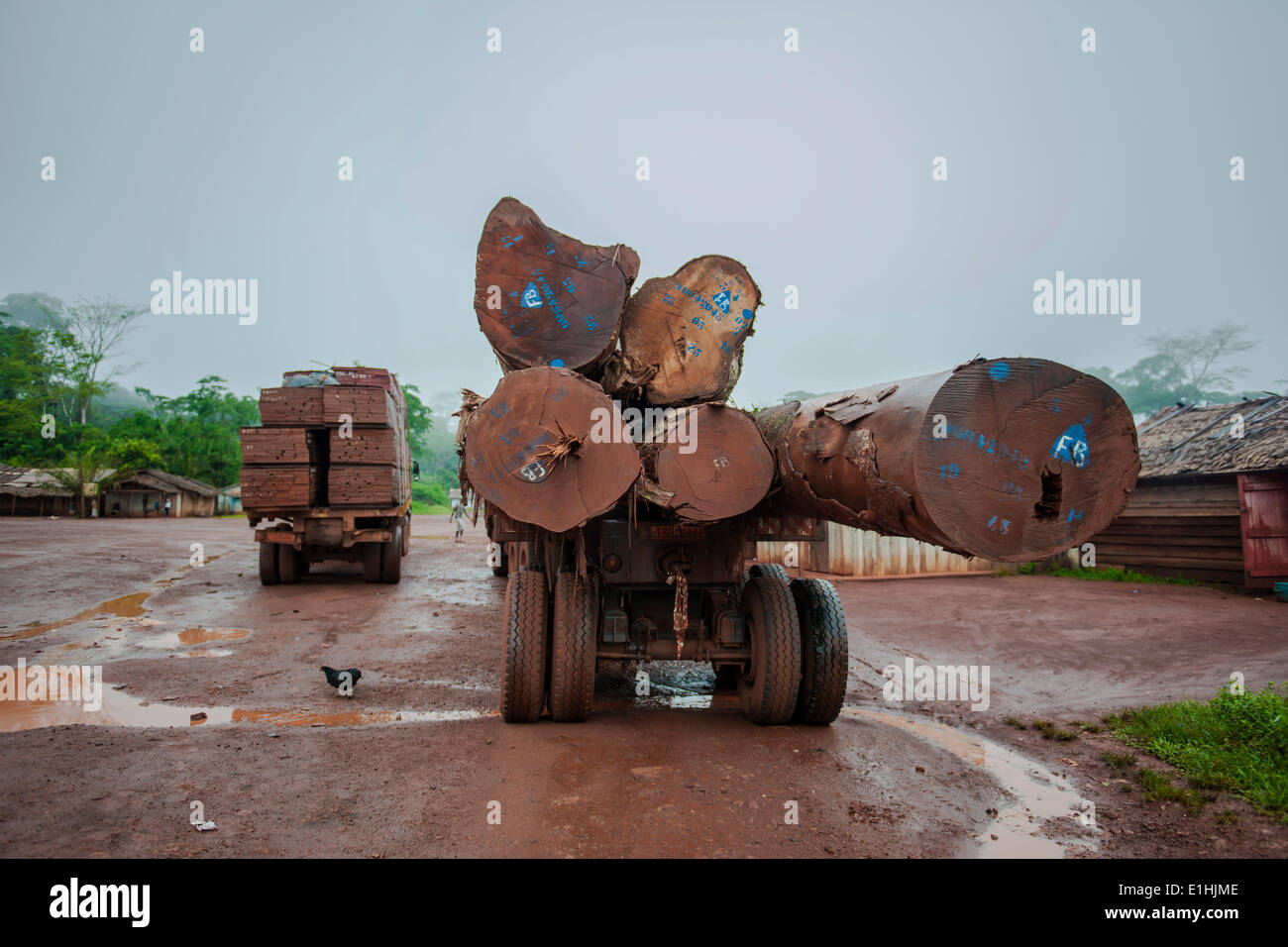 Legni tropicali su un carrello, Gouméla, Regione Est, Camerun Foto Stock