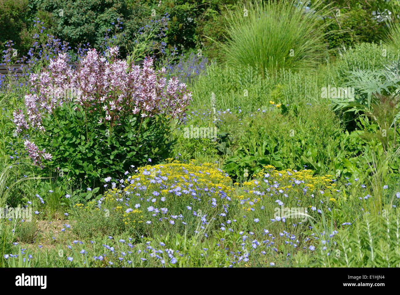 Letto con Bush Burning (Dictamnus albus): Berggarten, Herrenhausen, Hannover, Bassa Sassonia, Germania Foto Stock