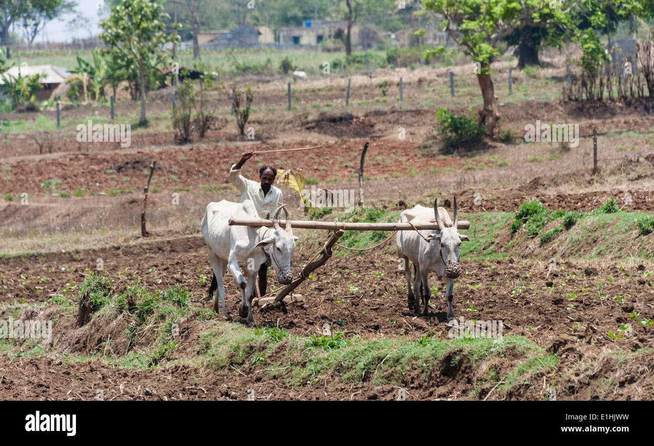 L'agricoltore indiano campo di aratura con un giogo di buoi, Nagarhole National Park, Karnataka, India Foto Stock