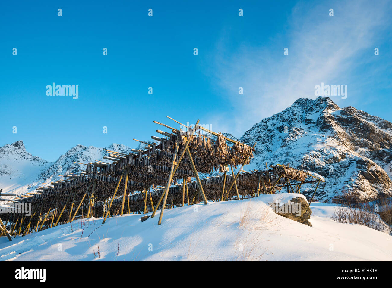 Stoccafisso essiccazione nella parte anteriore delle montagne, Lofoten, Norvegia Foto Stock