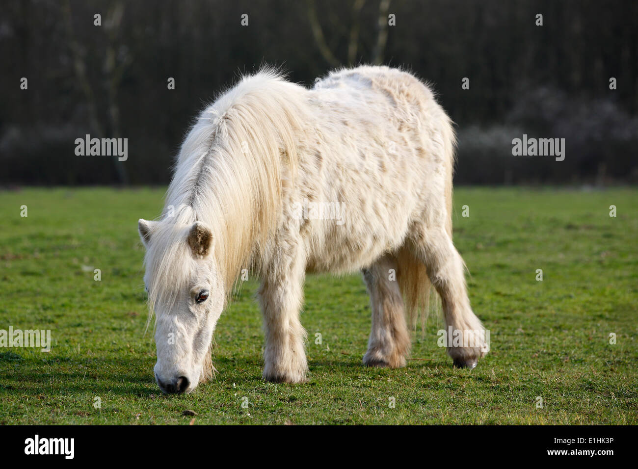 White mini pony Shetland, Schleswig-Holstein, Germania Foto Stock